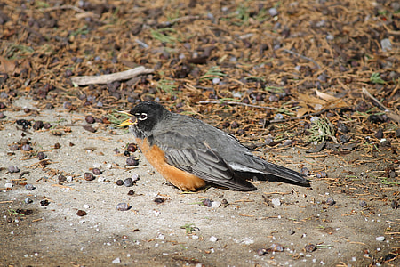 Turdus Migratorius, American Robin thumbnail