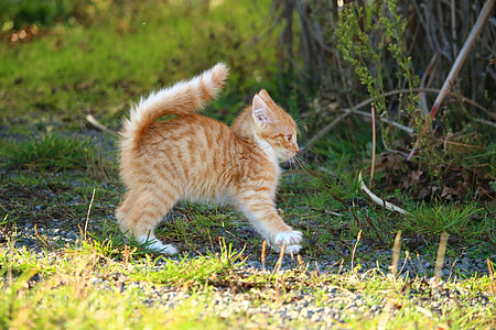orange tabby kitten thumbnail