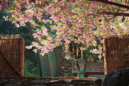 brown opened gate under pink tree thumbnail