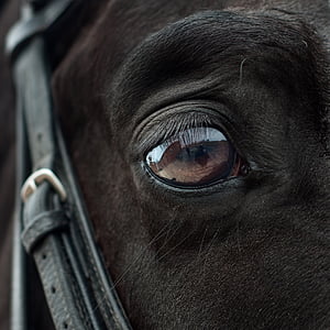close-up photo of animal eye thumbnail