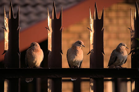 three gray birds on gate thumbnail