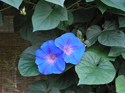 close-up photography of blue petaled flower vines thumbnail