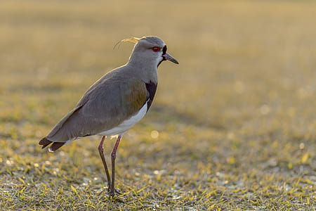 Close-up Photography of Stilt on Green Grass Field thumbnail