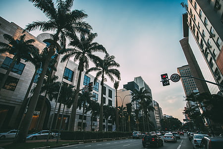 cars on road with palm tree line between road surrounded by buildings during daytime thumbnail