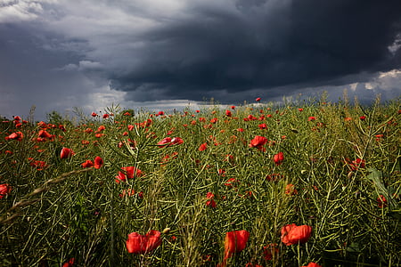 red flowers thumbnail
