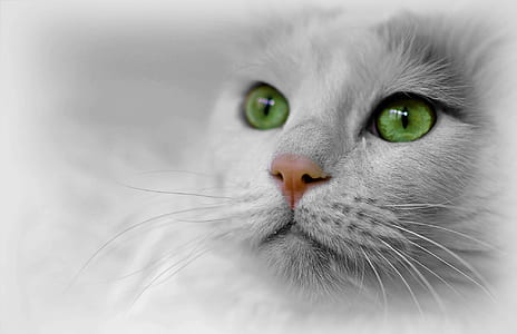 white cat thumbnail
