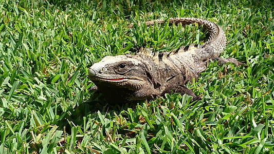 gray monitor lizard on grasses closeup photo thumbnail