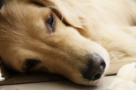 golden retriever lying on floor thumbnail