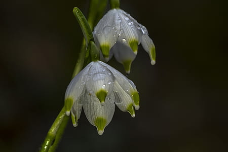 shallow focus photography white flowers thumbnail