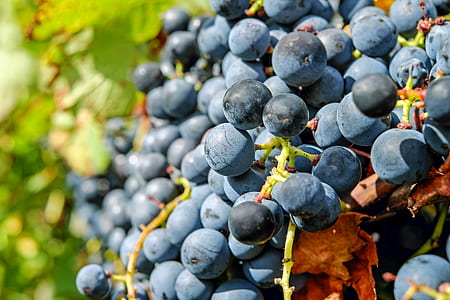 selective color photography of blueberries thumbnail