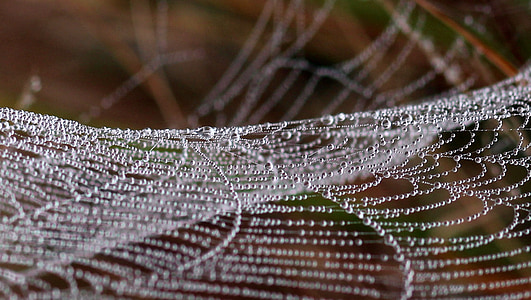 close-up photo of spider web with water dew thumbnail