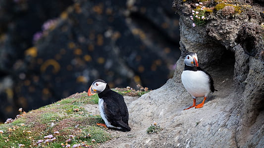 selective focus photography of two white and black puffin birds thumbnail