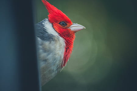 nature, bird, animal, blur thumbnail