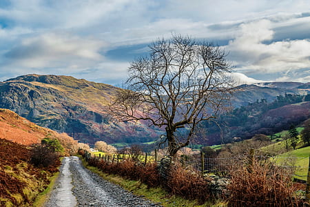 Photo of Empty Road Between Trees Near Mountains thumbnail
