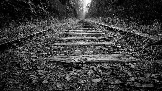 grayscale photo of train rail beside tree thumbnail