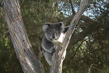 koala on grey tree branch thumbnail