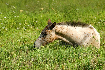 white horse laying on green grass thumbnail