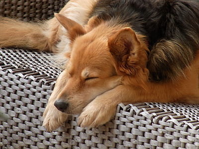 black and brown dog lying on gray wicker chair thumbnail