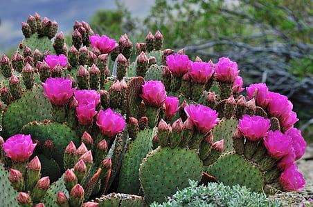 pink petaled flowers at daytime thumbnail