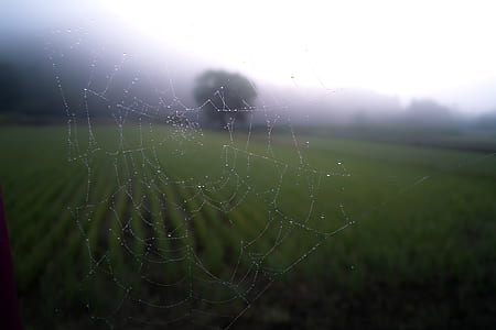 green grass field thumbnail