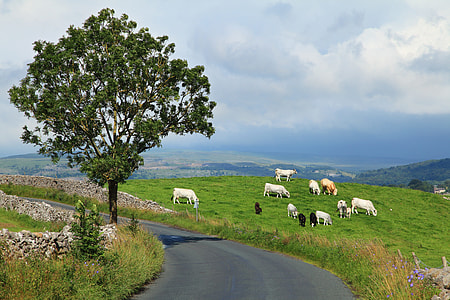 Cattle grazing in the landscape thumbnail