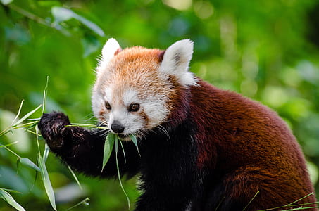 red panda eating bamboo thumbnail