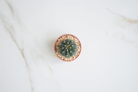 aerial photography of green cactus and brown pot thumbnail