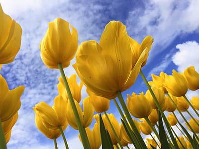 low angle photo of yellow tulips thumbnail