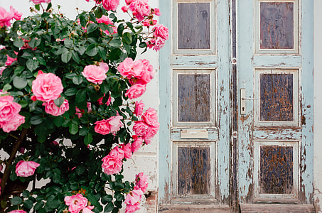 Roses and old door thumbnail