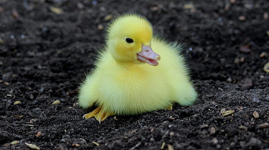 macro shot photo of duckling thumbnail