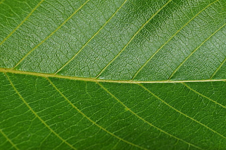 closeup photo of green leaf thumbnail