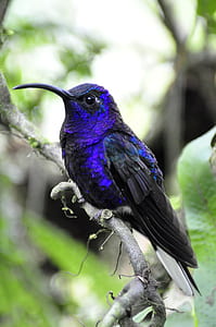 shallow focus photography of blue and black hummingbird during daytime thumbnail
