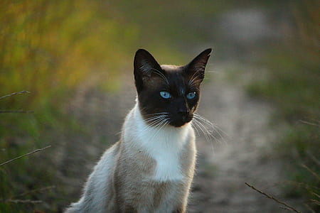 selective focus photo of short-haired white and tan cat on ground thumbnail