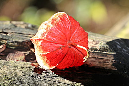 red flower photography thumbnail