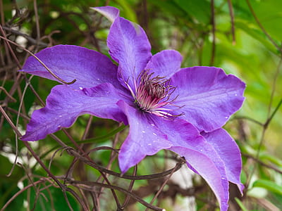 close-up photo of purple petaled flower thumbnail