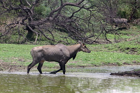 Nilgai, Antelope thumbnail