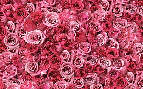 close up photo of pink roses in bloom thumbnail