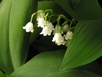 close-up photo of white lily of the valley flowers thumbnail