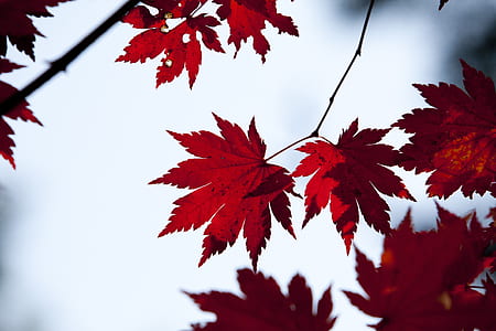 selective focus photography of red leaf thumbnail
