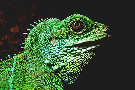 Iguana Lizard thumbnail