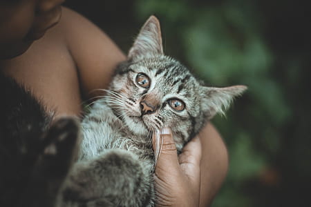 person holding silver tabby cat thumbnail