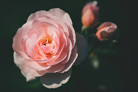 Pink Rose Closeup Photography thumbnail