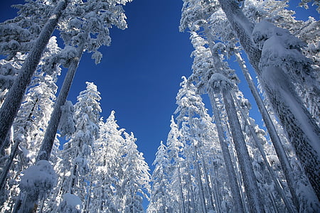 low-angle photography of pine tree at daytime thumbnail