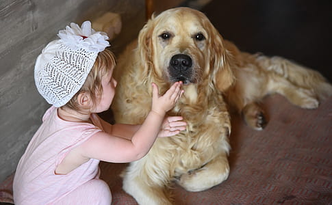 toddler wearing pink sleeveless top holding adult golden retriever thumbnail