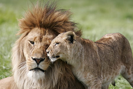 lion beside cub lying on grass taken during daytime thumbnail