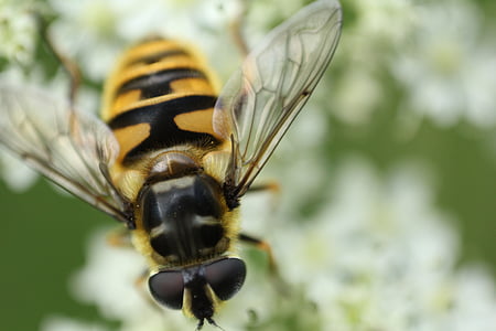 yellow and black bee selective focus photogrpahy thumbnail