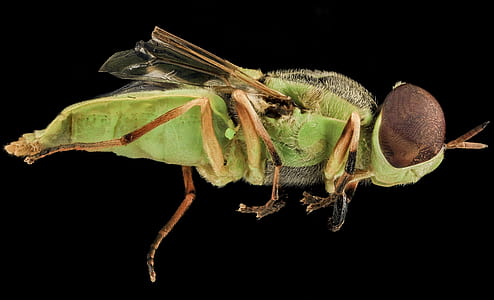 green and brown fly on black surface thumbnail