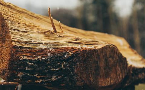 macro photography of chopped log thumbnail