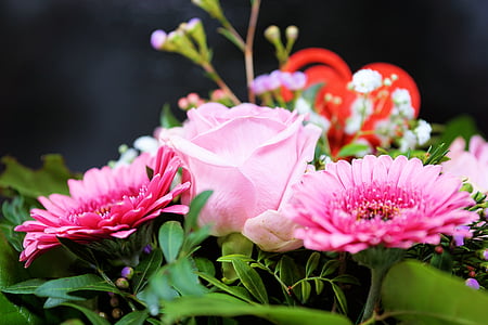 closeup of pink flower in bloomn thumbnail