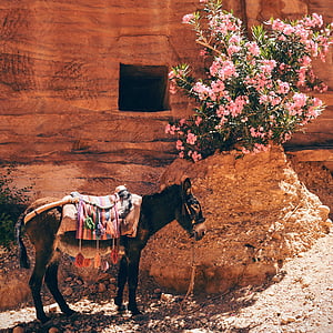 horse standing beside flower near mountain thumbnail